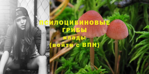 прущие грибы Дмитриев